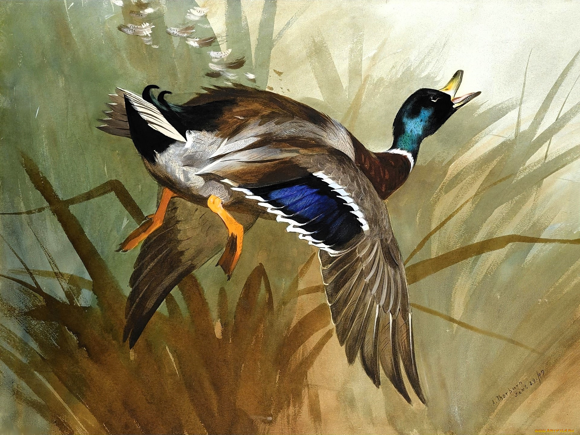 , archibald thorburn, , , 